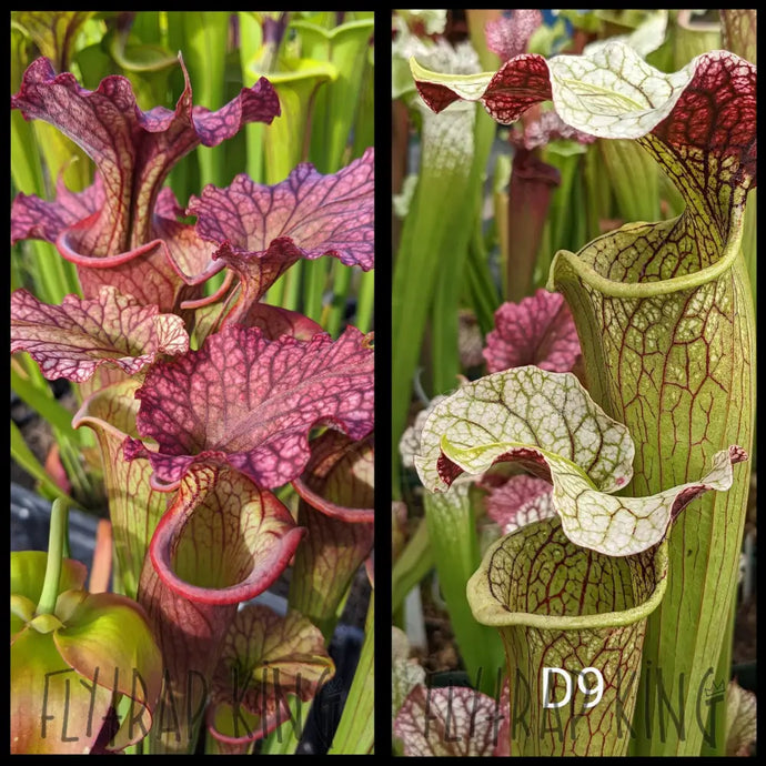 Sarracenia ’Wilkerson’s Red’ x (Simone x Adrian Slack) seeds