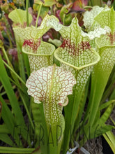 Load image into Gallery viewer, Sarracenia Wilkerson’s White Knight Pitcher Plant Default Type