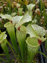 Load image into Gallery viewer, Sarracenia Wilkerson's White Knight Pitcher Plant-Flytrap King