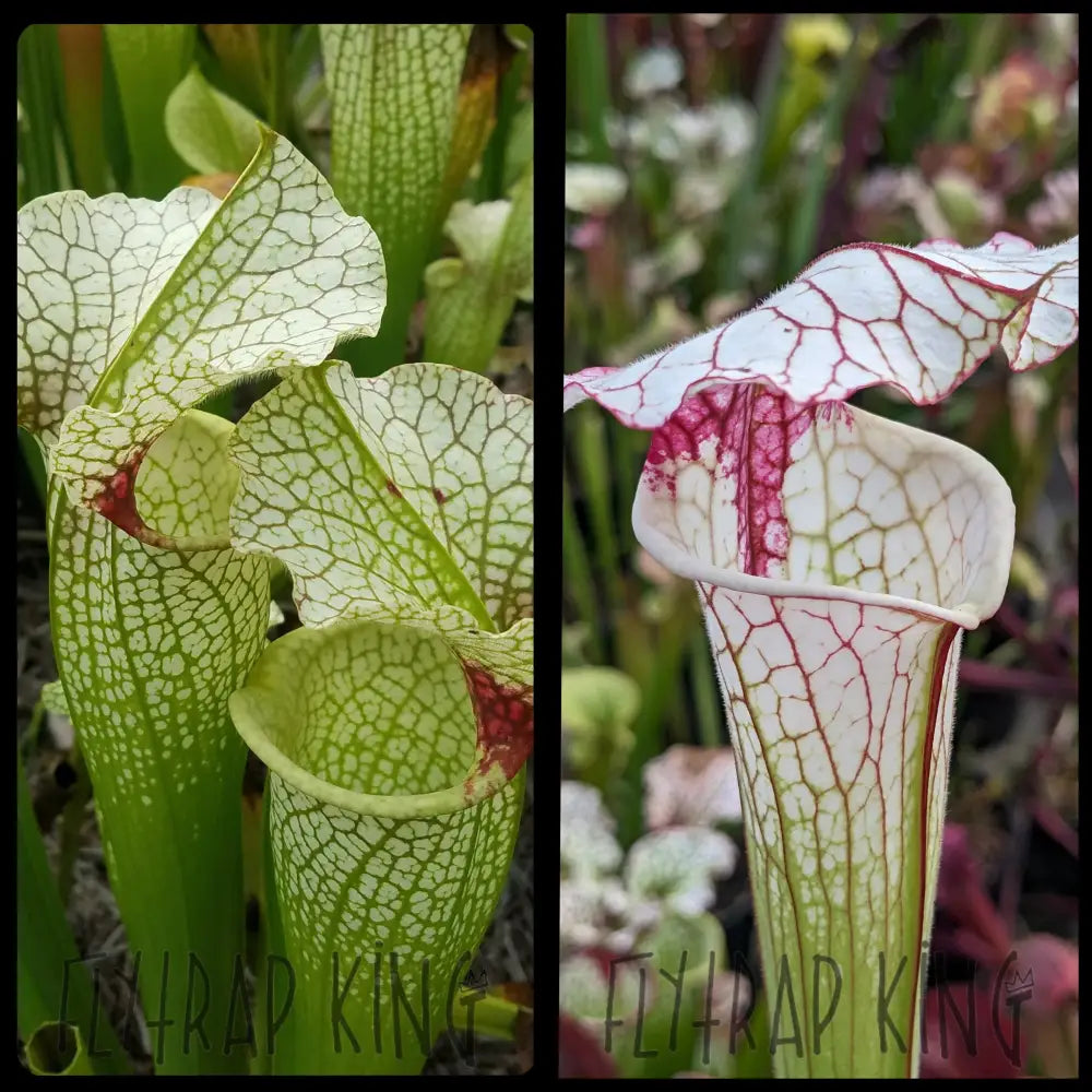 Sarracenia 