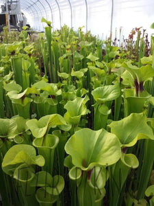 Sarracenia flava var. rugelii - "Cut Throat" Trumpet Pitcher Plant-Flytrap King