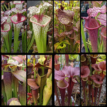 Load image into Gallery viewer, Seed mix #67 flava, alata and moorei.  Approximately 175 seeds!