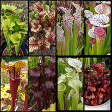 Load image into Gallery viewer, Seed mix #66 Color Cram.  Approximately 175 seeds!