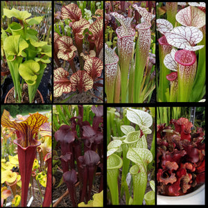 Seed mix #66 Color Cram.  Approximately 175 seeds!