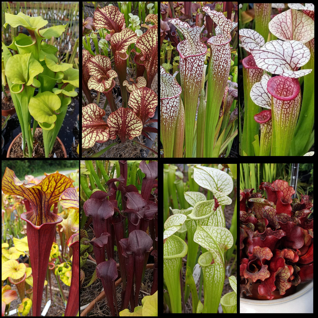 Seed mix #66 Color Cram.  Approximately 175 seeds!