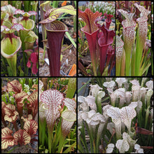 Load image into Gallery viewer, Seed mix #62 Color Slammerz.  Approximately 175 seeds!