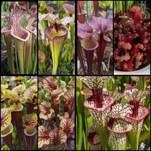 Load image into Gallery viewer, Seed mix #65 Oh! Mega Color. Approximately 175 seeds!