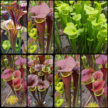 Load image into Gallery viewer, Seed mix #64 Flava Mega Mix.  Approximately 175 seeds!