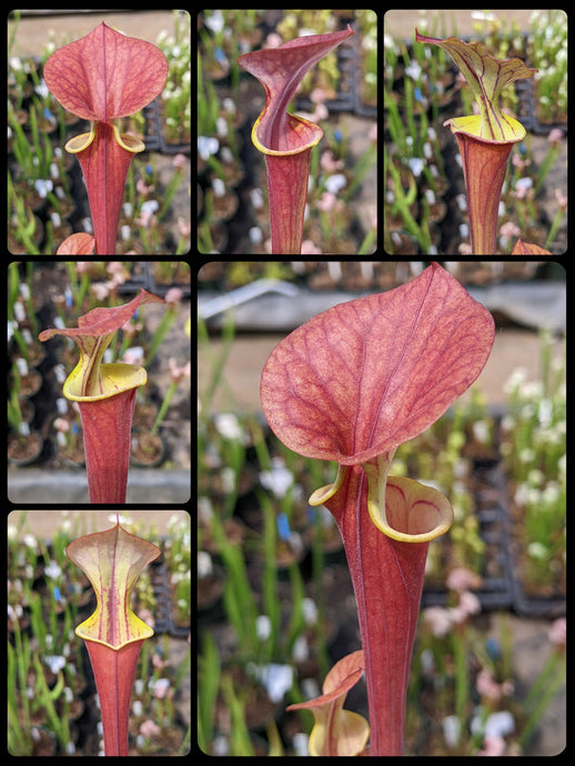 Sarracenia flava var. atropurpurea pitcher plant seedlings
