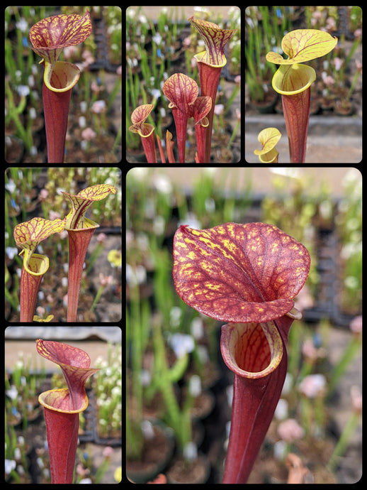 Sarracenia flava var. rubricorpora pitcher plant seedlings