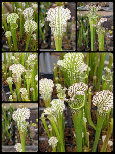 Sarracenia leucophylla -seed grown pitcher plant