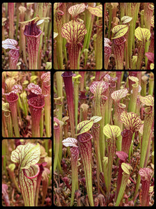 Sarracenia 'Super Heavy Veins' x 'Leah Wilkerson' pitcher plant seedlings