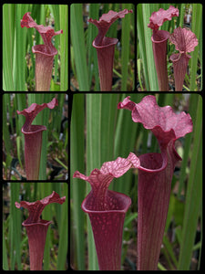 Sarracenia moorei - Red pitcher plant seedlings