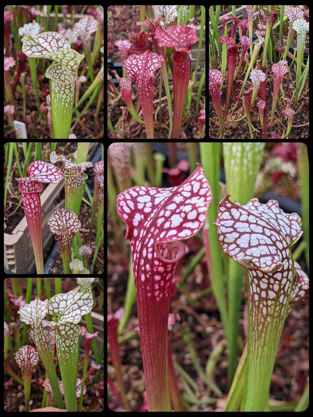 Sarracenia 'Dragon Queen' x leucophylla pitcher plant seedlings