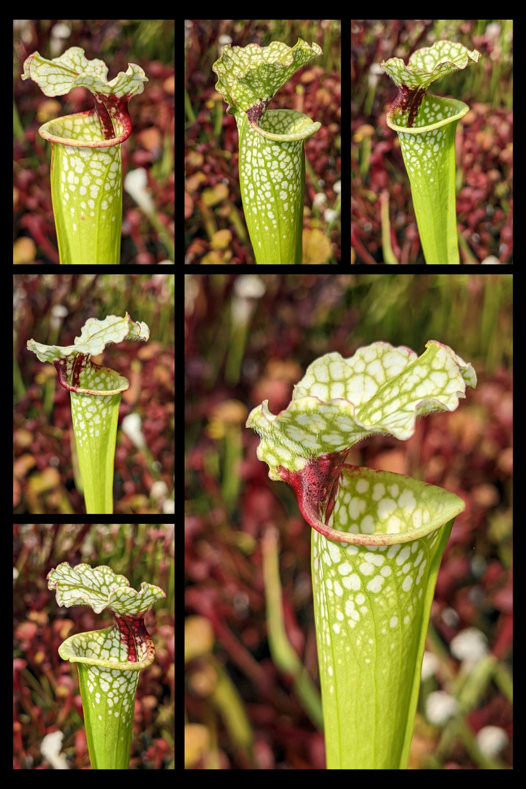 Sarracenia moorei - green veins, red throat pitcher plant seedlings