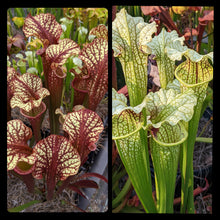 Load image into Gallery viewer, Seed mix #69 Family Planner.  Approximately 175 seeds!
