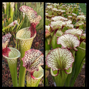 Sarracenia 'Leah Wilkerson' x (‘Lunchbox’ x “Wilkerson’s White Knight”) Seeds