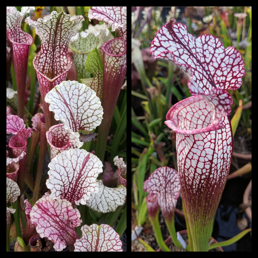 Sarracenia “Hawaiian Ice”  x leucophylla “Samson” Seeds