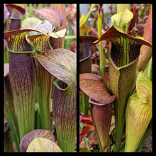 Load image into Gallery viewer, Seed mix #67 flava, alata and moorei.  Approximately 175 seeds!