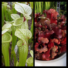 Load image into Gallery viewer, Seed mix #66 Color Cram.  Approximately 175 seeds!