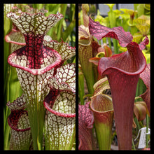 Load image into Gallery viewer, Seed mix #63 Moorei Madness. Approximately 175 seeds!