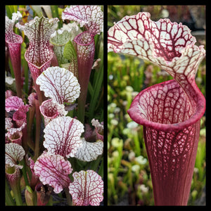 Sarracenia "Hawaiian Ice" x ('Lunchbox' x "Johnny Wilkerson") seeds