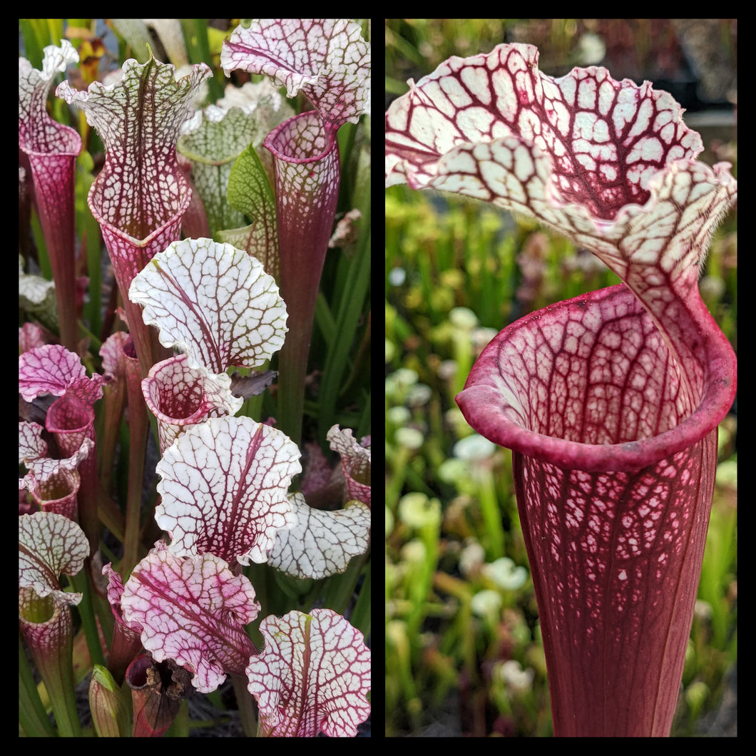 Sarracenia 