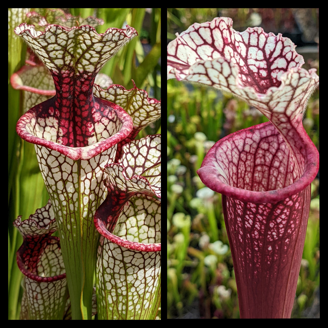 Sarracenia 'Lunchbox' x (‘Lunchbox’ x “Johnny Wilkerson”) seeds