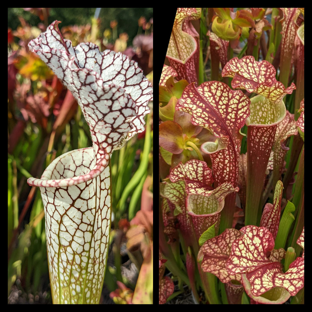 Sarracenia “Wilkerson’s Red F2” x ‘Dragon Queen’ seeds