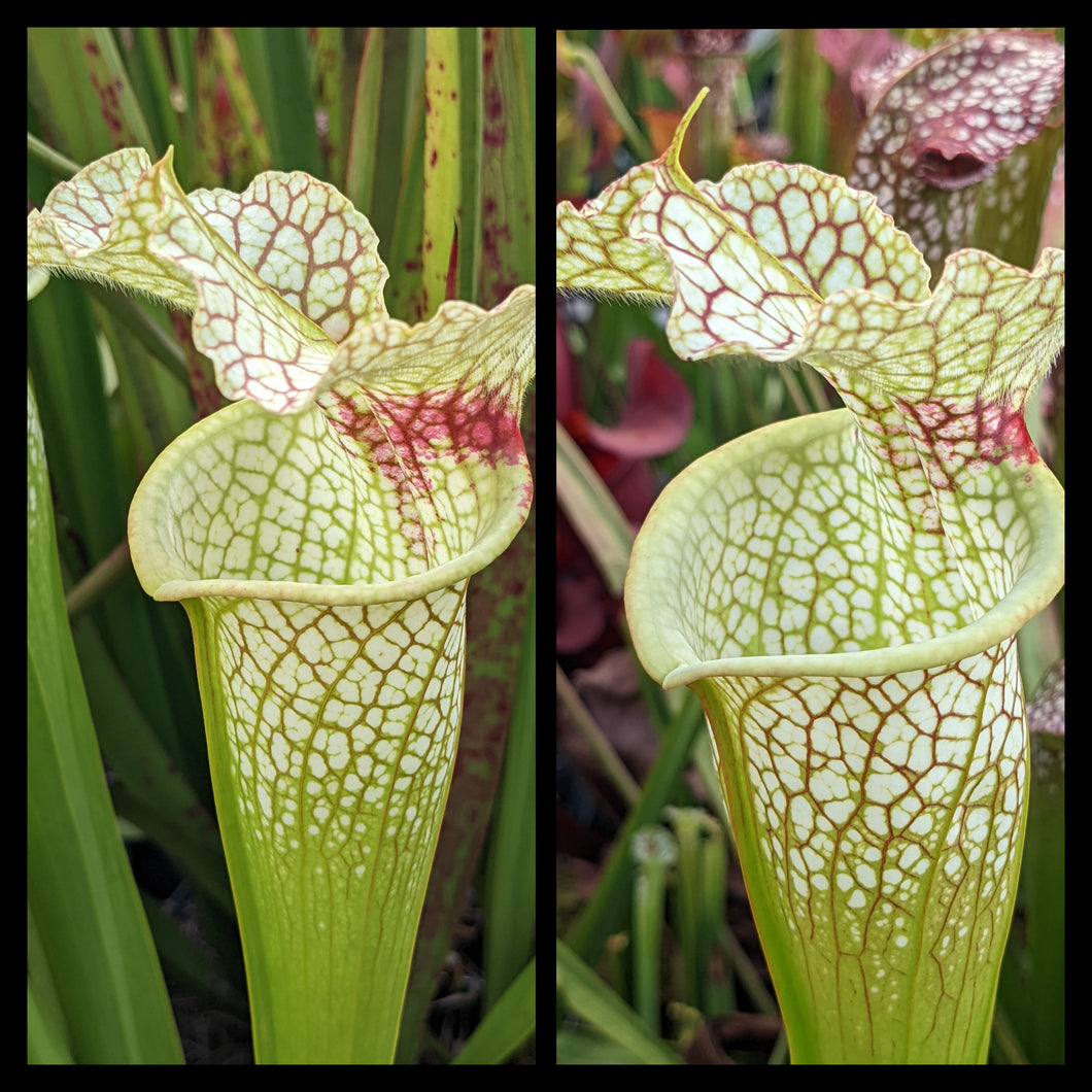 Sarracenia “Wilkerson’s White Knight” x (“Wilkerson’s White Knight” x ‘Lunchbox’) seeds