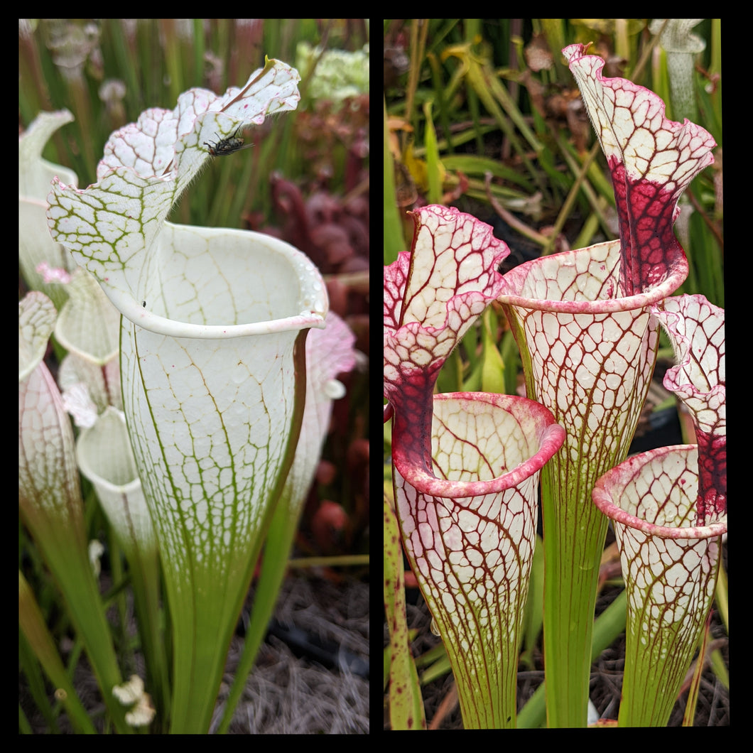Sarracenia leucophylla ‘Hurricane Creek White’ clone F x “Toilet Trish” seeds