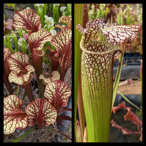 Sarracenia ‘Dragon Queen’ x “Whirling Dervish” seeds