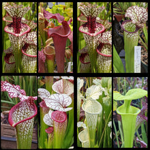 Load image into Gallery viewer, Seed mix #63 Moorei Madness. Approximately 175 seeds!