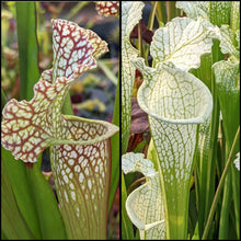 Load image into Gallery viewer, Seed mix #61 White Hybrids.  Approximately 175 seeds!