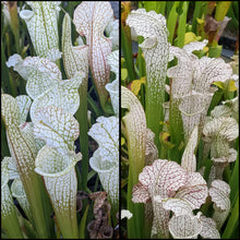 Load image into Gallery viewer, Seed mix #61 White Hybrids.  Approximately 175 seeds!