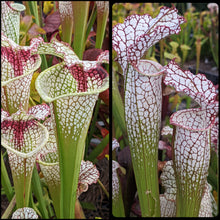 Load image into Gallery viewer, Seed mix #61 White Hybrids.  Approximately 175 seeds!