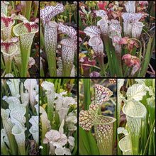 Load image into Gallery viewer, Seed mix #61 White Hybrids.  Approximately 175 seeds!