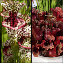 Load image into Gallery viewer, Seed mix #60 Complex and Colorful.  Approximately 175 seeds!