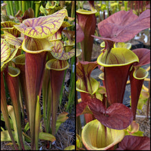 Load image into Gallery viewer, Seed mix #60 Complex and Colorful.  Approximately 175 seeds!