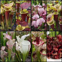 Load image into Gallery viewer, Seed mix #60 Complex and Colorful.  Approximately 175 seeds!