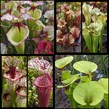 Load image into Gallery viewer, Seed mix #69 Family Planner.  Approximately 175 seeds!