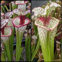 Load image into Gallery viewer, Seed mix #67 flava, alata and moorei.  Approximately 175 seeds!