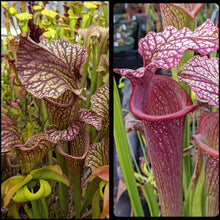 Load image into Gallery viewer, Seed mix #67 flava, alata and moorei.  Approximately 175 seeds!