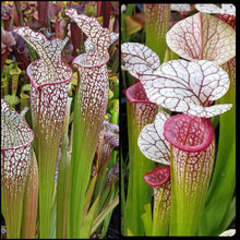 Load image into Gallery viewer, Seed mix #66 Color Cram.  Approximately 175 seeds!