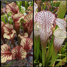 Load image into Gallery viewer, Seed mix #62 Color Slammerz.  Approximately 175 seeds!