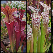 Load image into Gallery viewer, Seed mix #62 Color Slammerz.  Approximately 175 seeds!