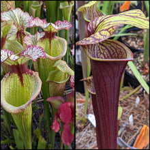 Load image into Gallery viewer, Seed mix #62 Color Slammerz.  Approximately 175 seeds!