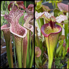 Load image into Gallery viewer, Seed mix #65 Oh! Mega Color. Approximately 175 seeds!
