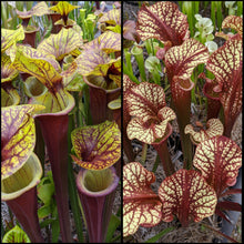 Load image into Gallery viewer, Seed mix #65 Oh! Mega Color. Approximately 175 seeds!