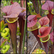 Load image into Gallery viewer, Seed mix #64 Flava Mega Mix.  Approximately 175 seeds!